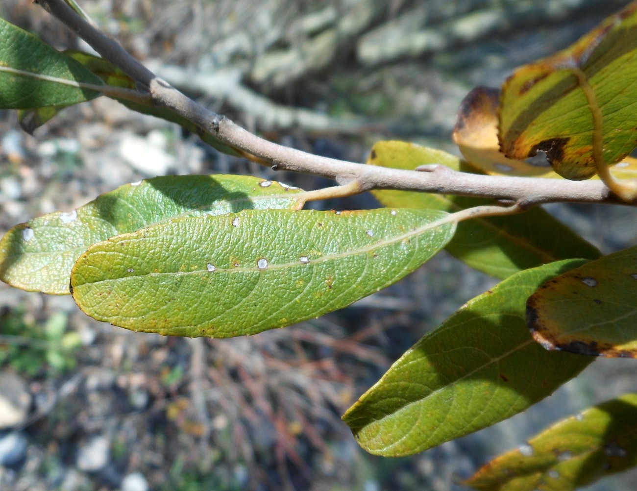 Salix atrocinerea / Salice di Gallura